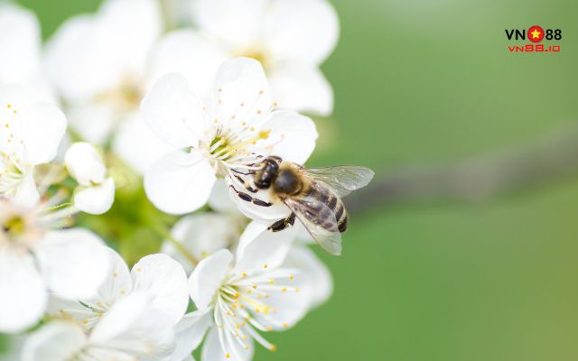 Giải mã những giấc mơ liên quan đến con ong