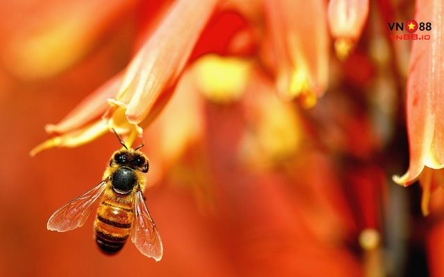 Mơ thấy ong thì đánh số gì để thắng lớn?