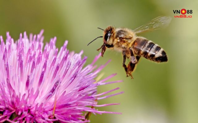 Ý nghĩa của giấc mộng về loài ong