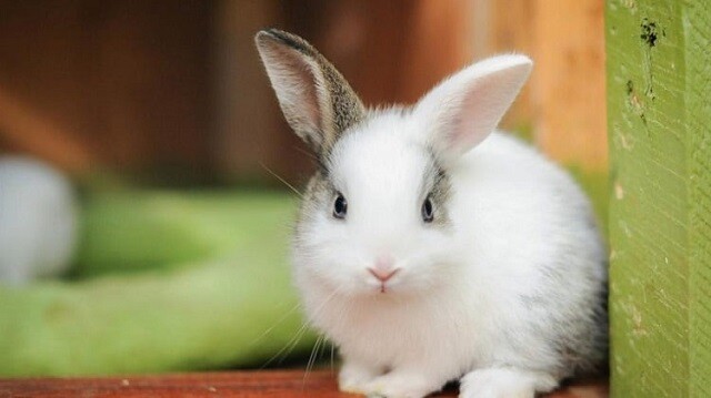 Chiêm bao thấy con thỏ con có ý nghĩa gì?