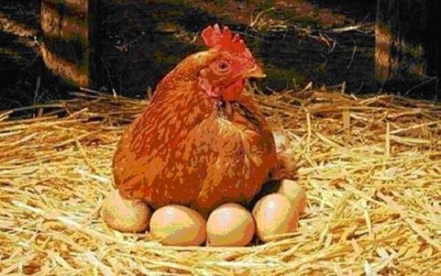Chiêm bao thấy gà mái đang ấp trứng