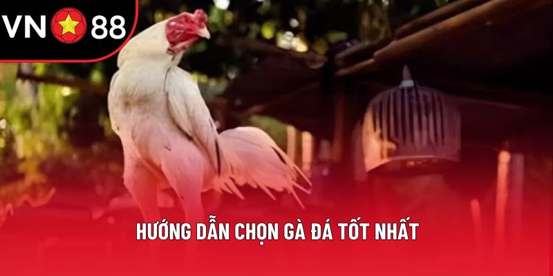 Hướng dẫn cách chọn gà đá tốt nhất
