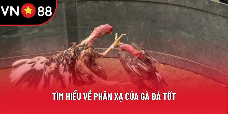 Tìm hiểu về phản xạ của gà đá tốt