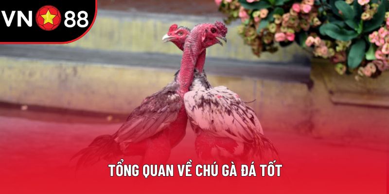 Tổng quan về chú gà đá tốt