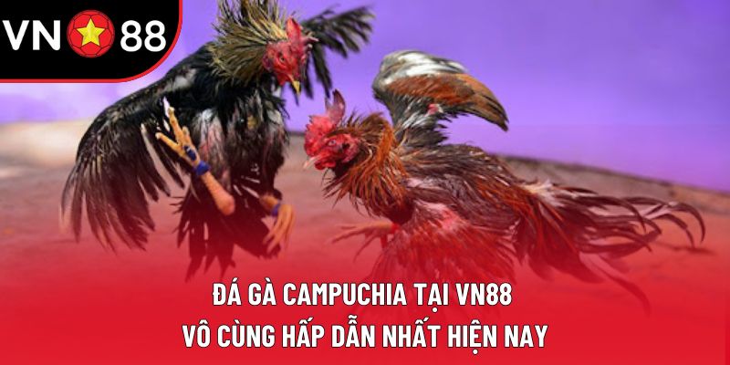 Đá Gà Campuchia Tại VN88: Chọi Kê Hấp Dẫn Nhất Hiện Nay