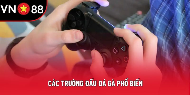 Các trường đấu đá gà phổ biến