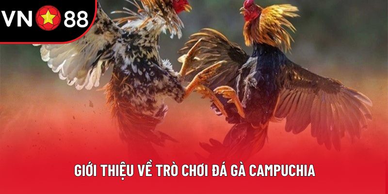 Giới thiệu về trò chơi đá gà Campuchia