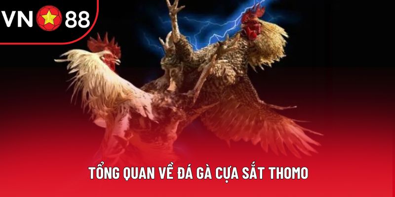 Tổng quan về đá gà cựa sắt thomo