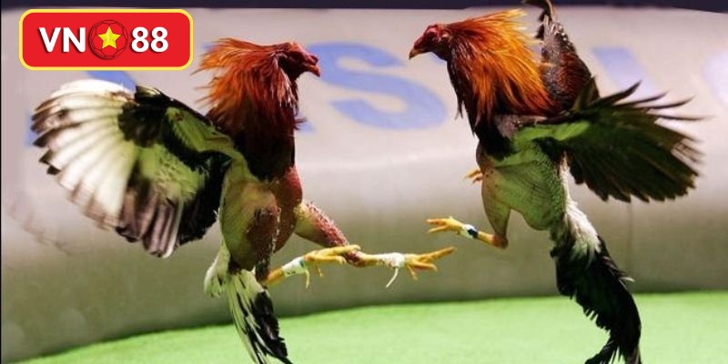 Phân tích chi tiết bộ chân và hệ thống vảy