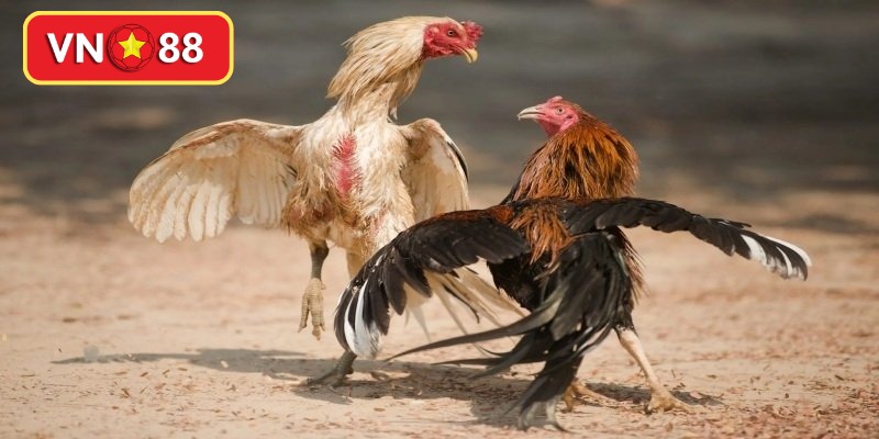 Quan sát hành vi sinh hoạt để đánh giá thể lực