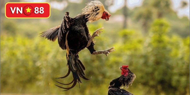 Vận dụng mẹo chọn gà đá qua ngoại hình ưu tú